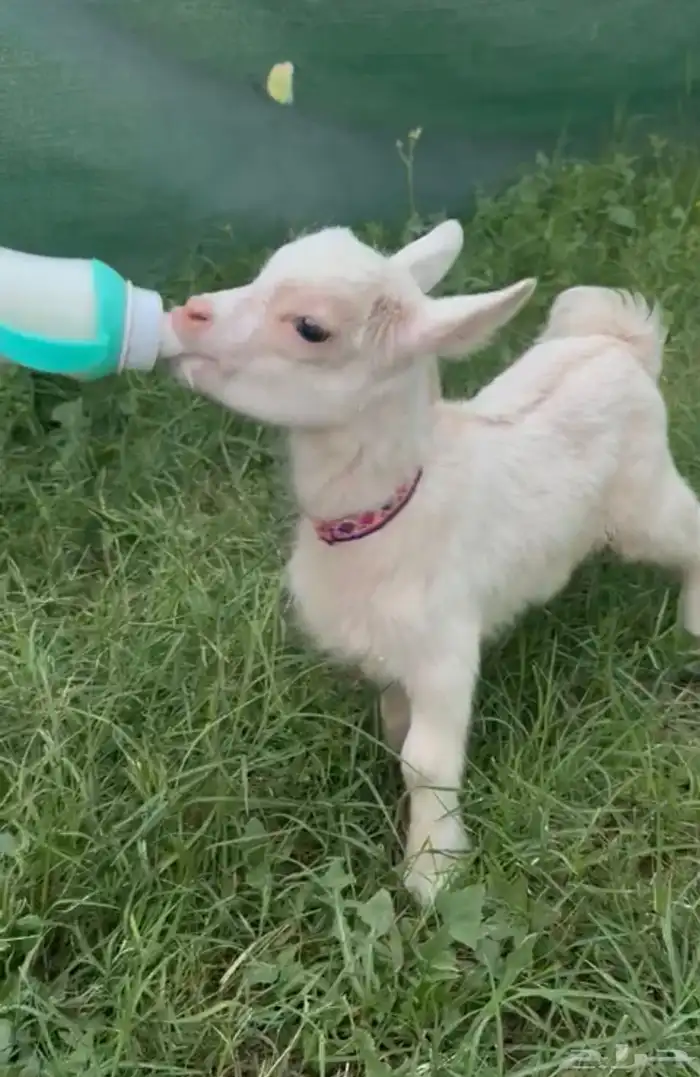 ماعز قزم الماعز القزم 19