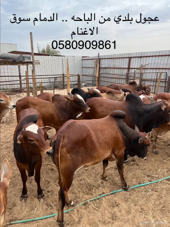 عجول بلدي من تهامة الباحه 0