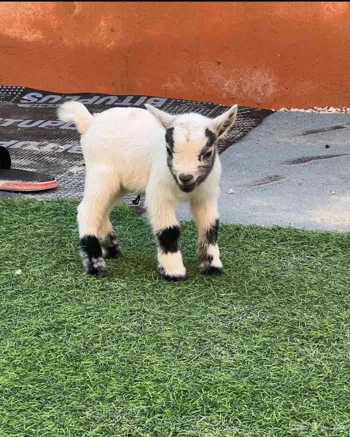 ماعز قزم الماعز القزم 21