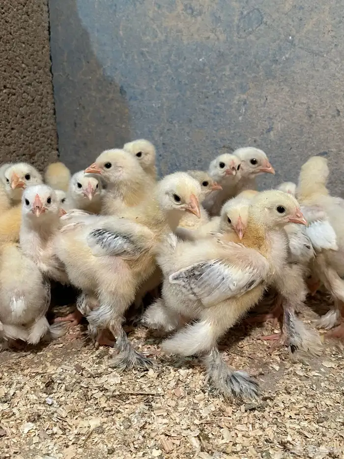 للبيع صوص براهما كولمبي 1