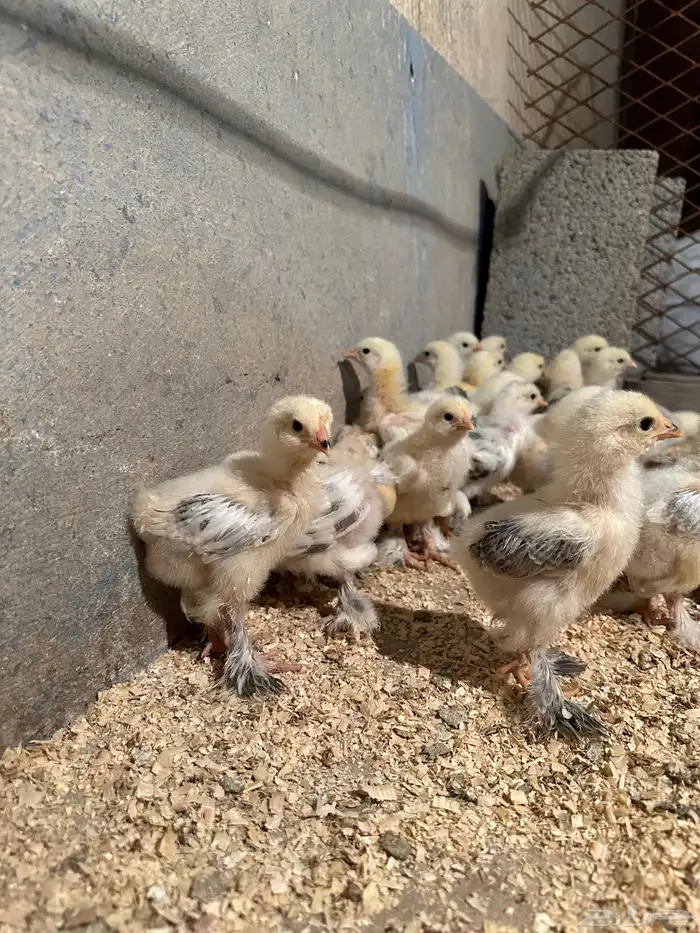 للبيع صوص براهما كولمبي 3