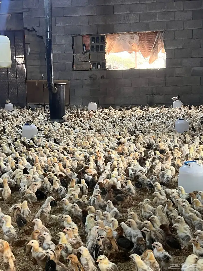 صوص دجاج صيصان فروخ بلدي عمر12يوم الالوان فواتح 4