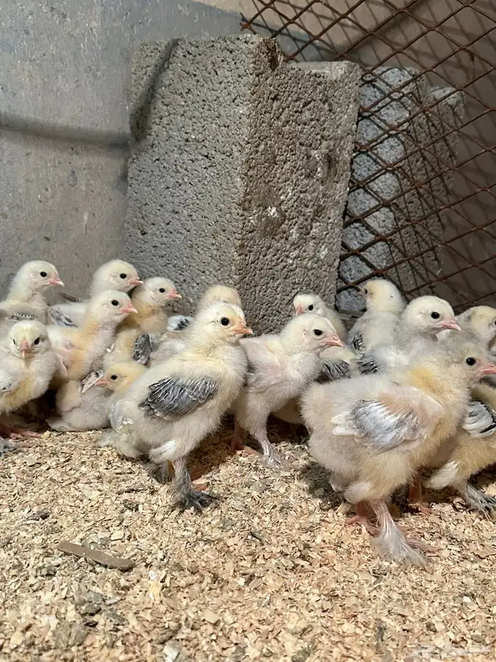 للبيع صوص براهما كولمبي 2