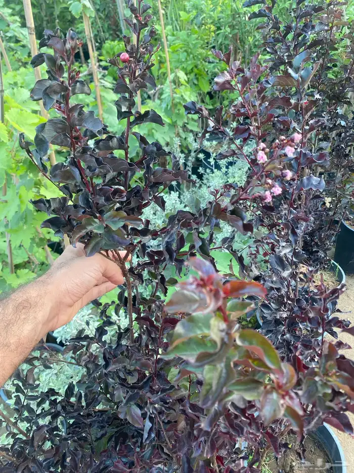 شجرة تمر حناء للبيع 2