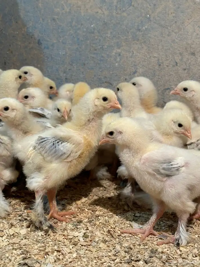 للبيع صوص براهما كولمبي 0