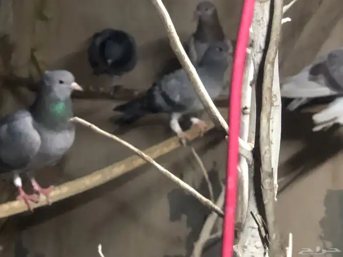 للبيع حمام صنعاوي الصوت ع الشرط 4