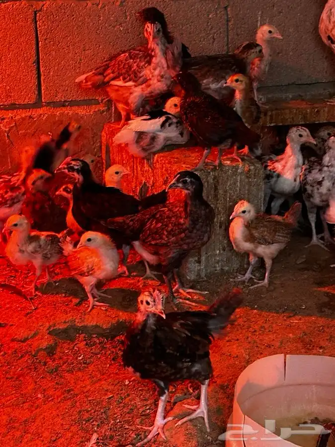 صوص دجاج ماكنتوش و بوران 5