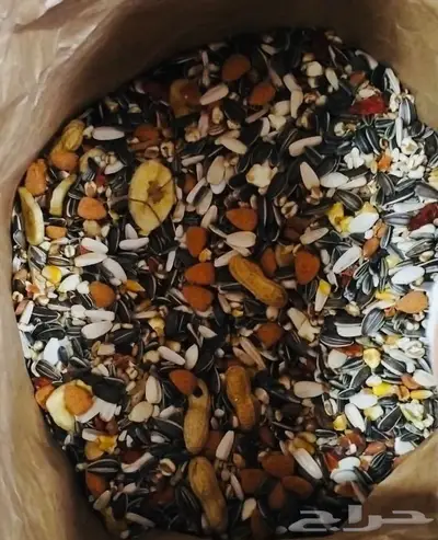 اكل طيور ببغاوات مشكل شمسي كاسكو مكاو كوكاتو دره 0