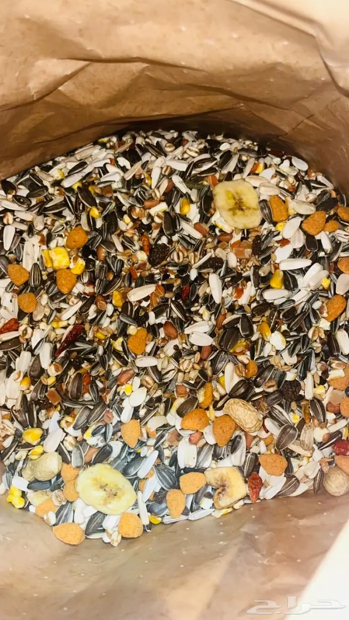اكل طيور ببغاوات مشكل شمسي كاسكو مكاو كوكاتو دره 1