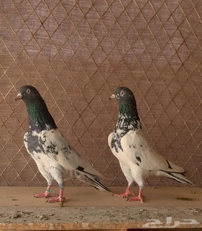 جوز رامبوري تم البيع 0