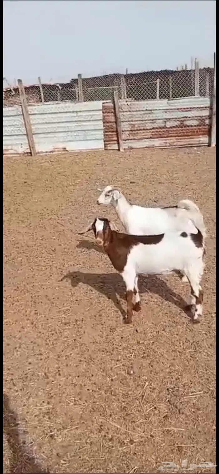 تيوس وجفار جنوبي وعارضي 3
