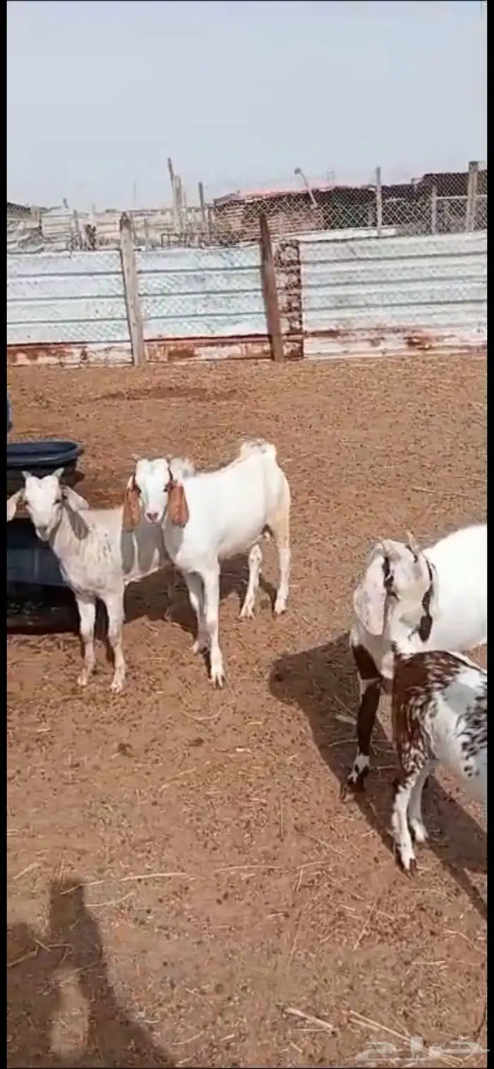 تيوس وجفار جنوبي وعارضي 0