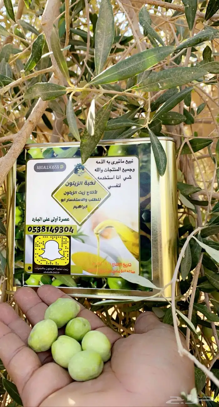 زيت زيتون نخبة الزيتون 1446 جديد عصره اولى بارد طازج 7
