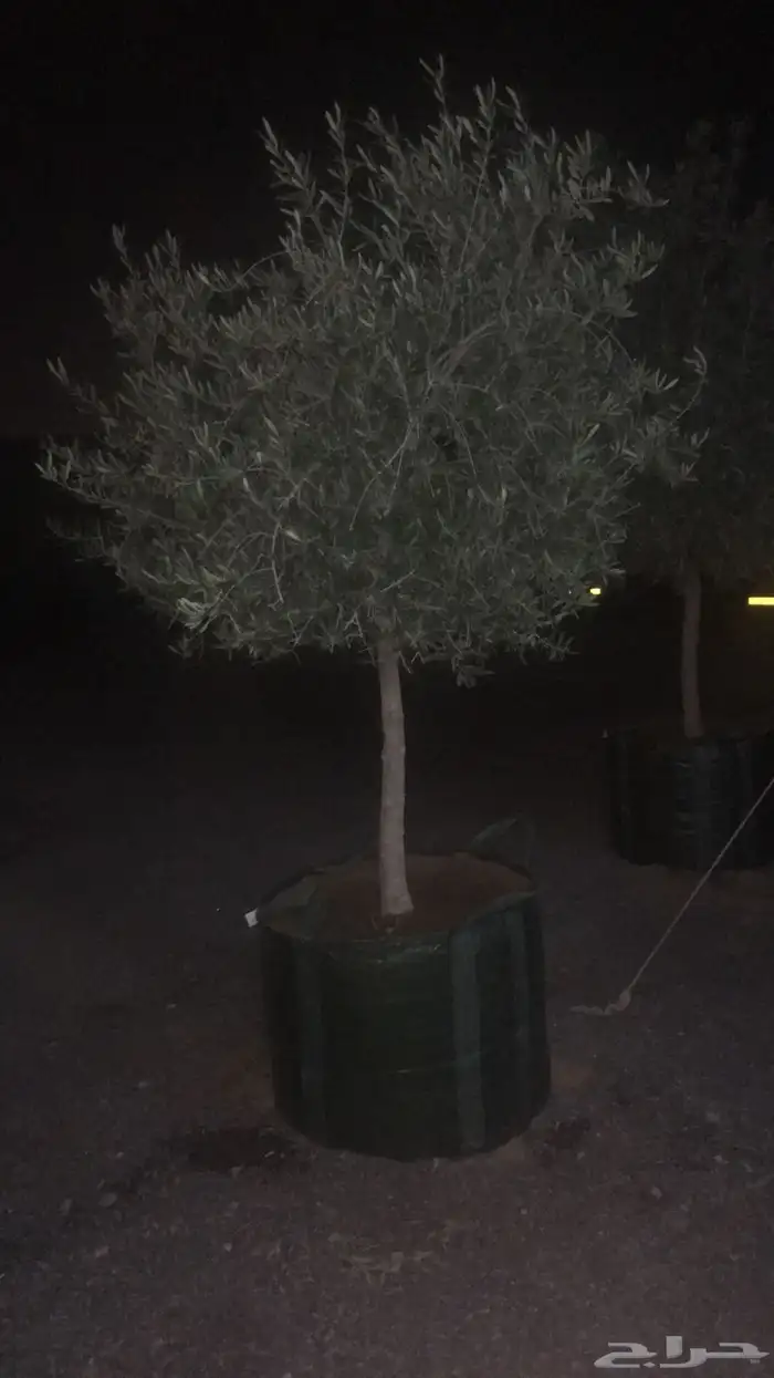 اشجار زيت الزيتون وتنسيق حدائق ونخيل واشنطينا 30