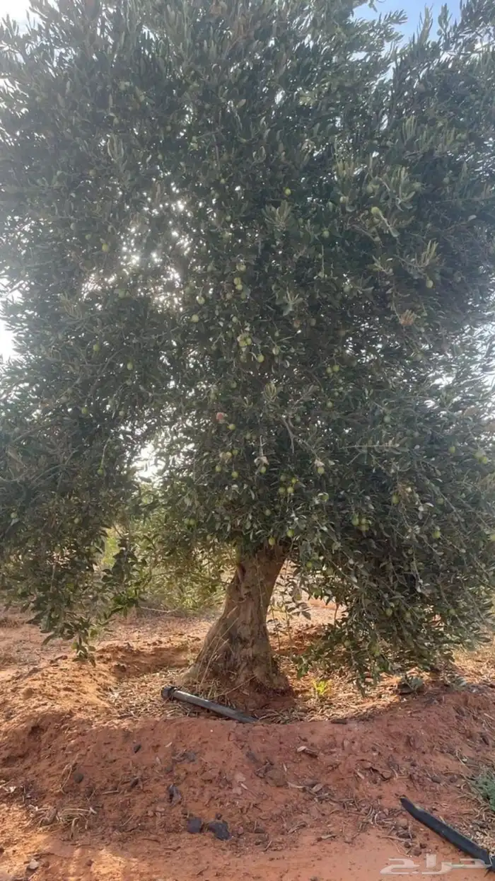 اشجار زيت الزيتون وتنسيق حدائق ونخيل واشنطينا 4