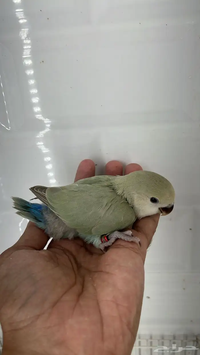 فروخ روز غر 4