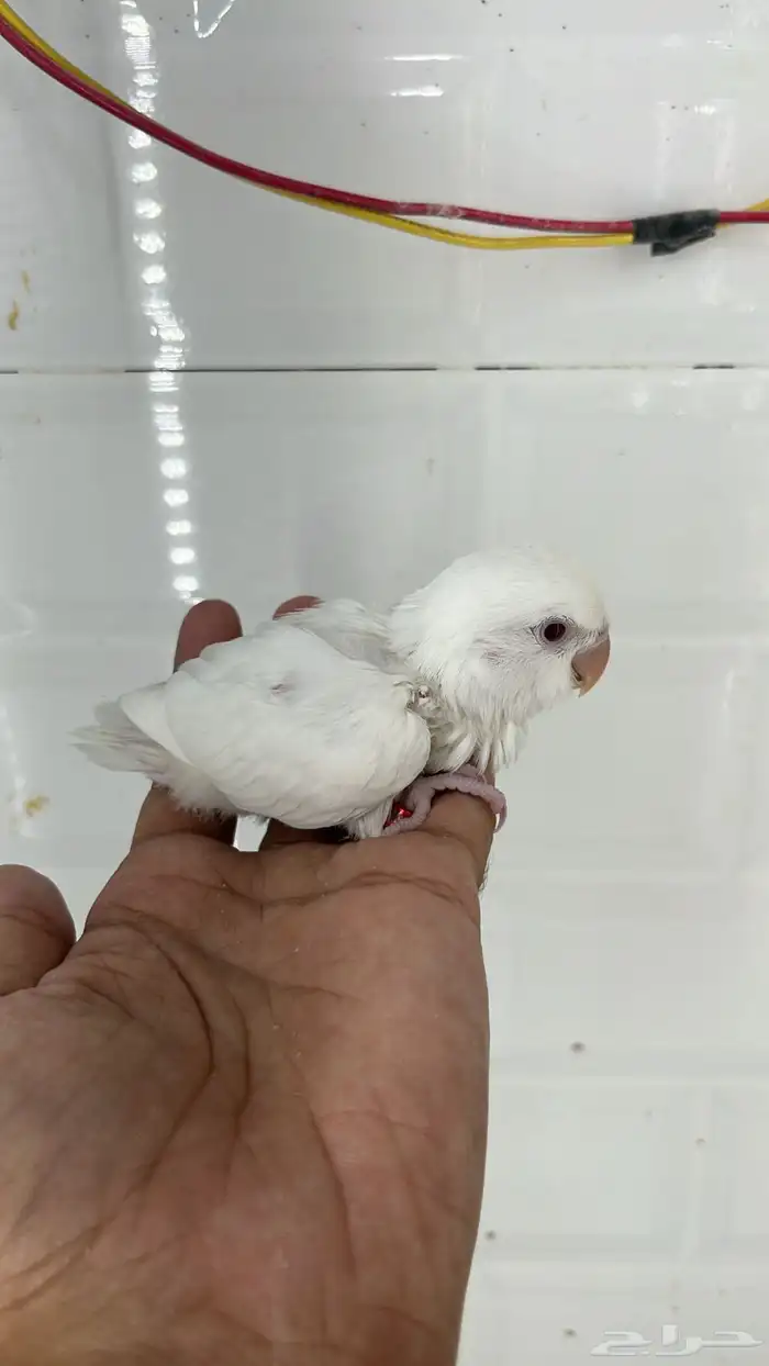 فروخ روز غر 6