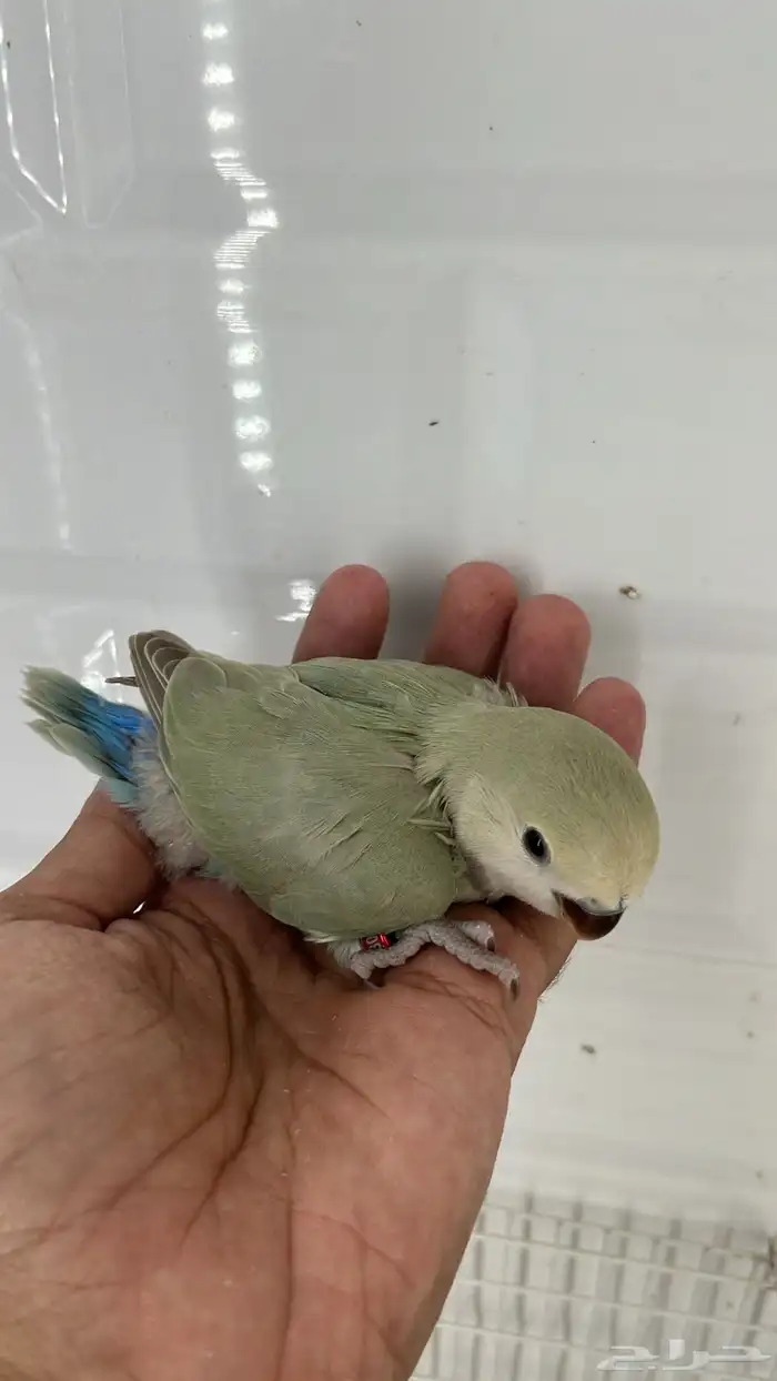 فروخ روز غر 5