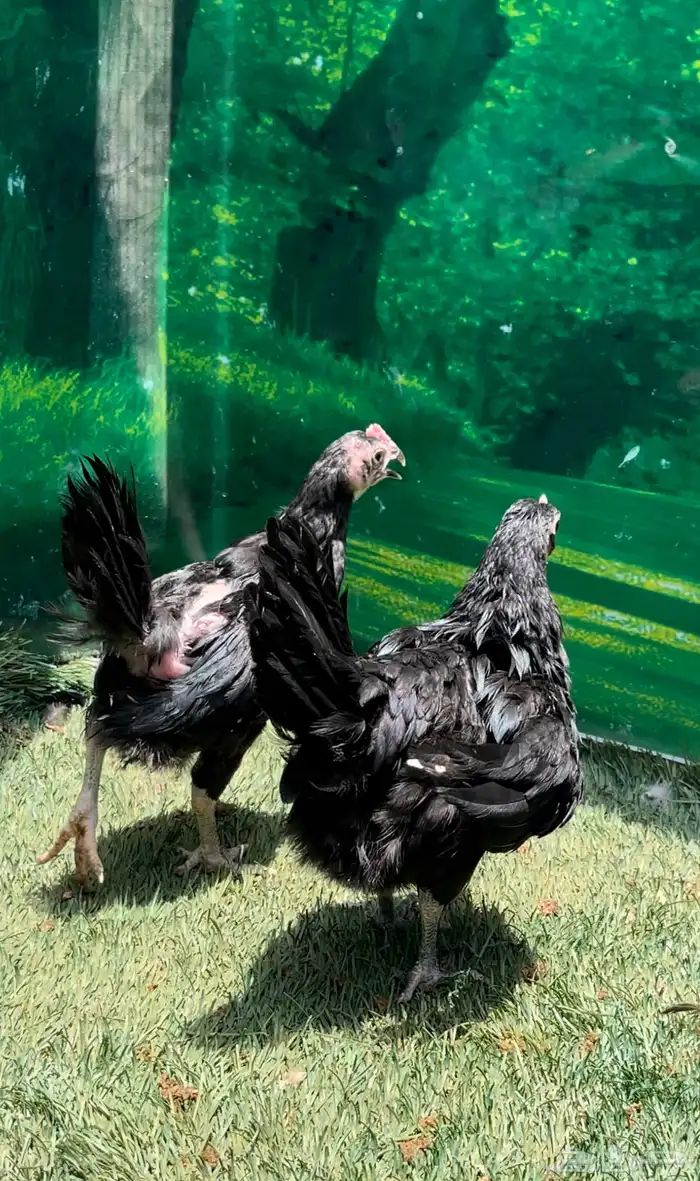 الدجاج الامريكي العملاق جيرسي. منتج . بشاير . صوص 19