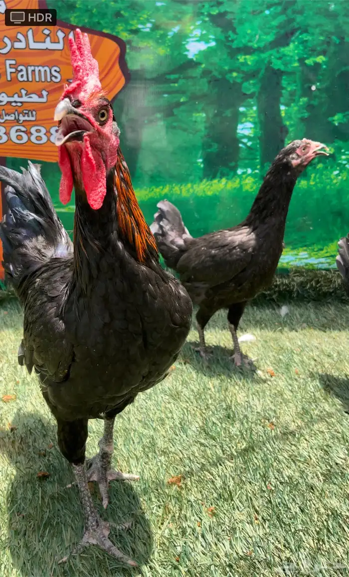 الدجاج الامريكي العملاق جيرسي. منتج . بشاير . صوص 15