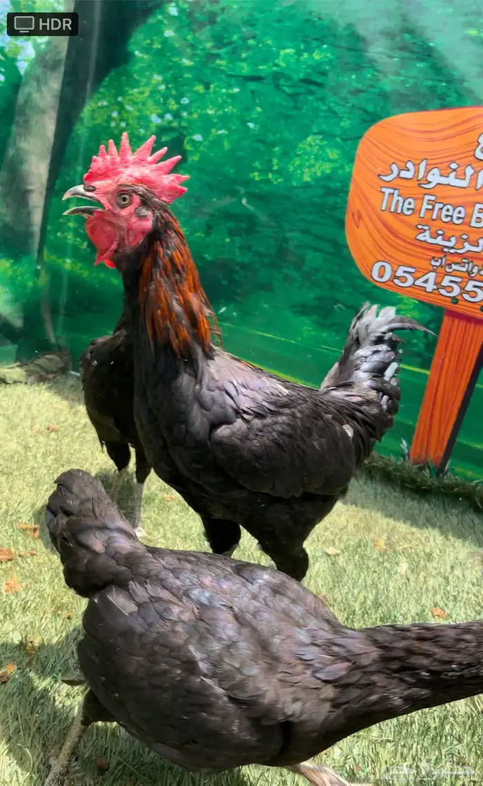 الدجاج الامريكي العملاق جيرسي. منتج . بشاير . صوص 14