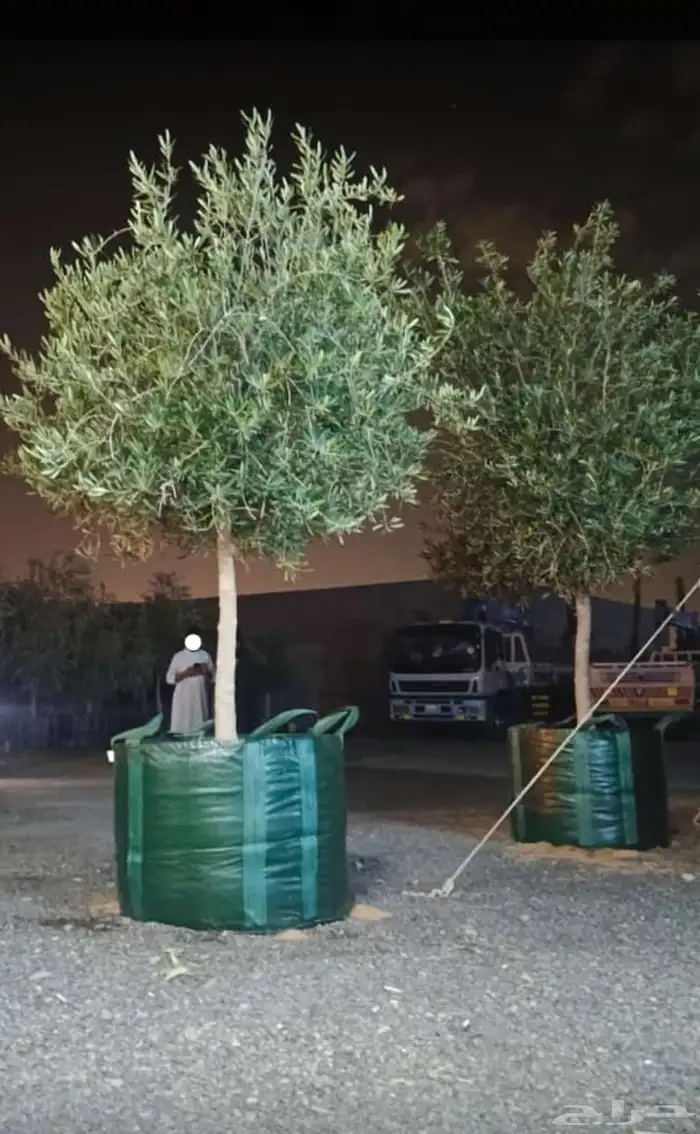 اشجار زيت الزيتون وتنسيق حدائق ونخيل واشنطينا 0