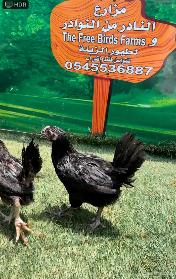 الدجاج الامريكي العملاق جيرسي. منتج . بشاير . صوص 18