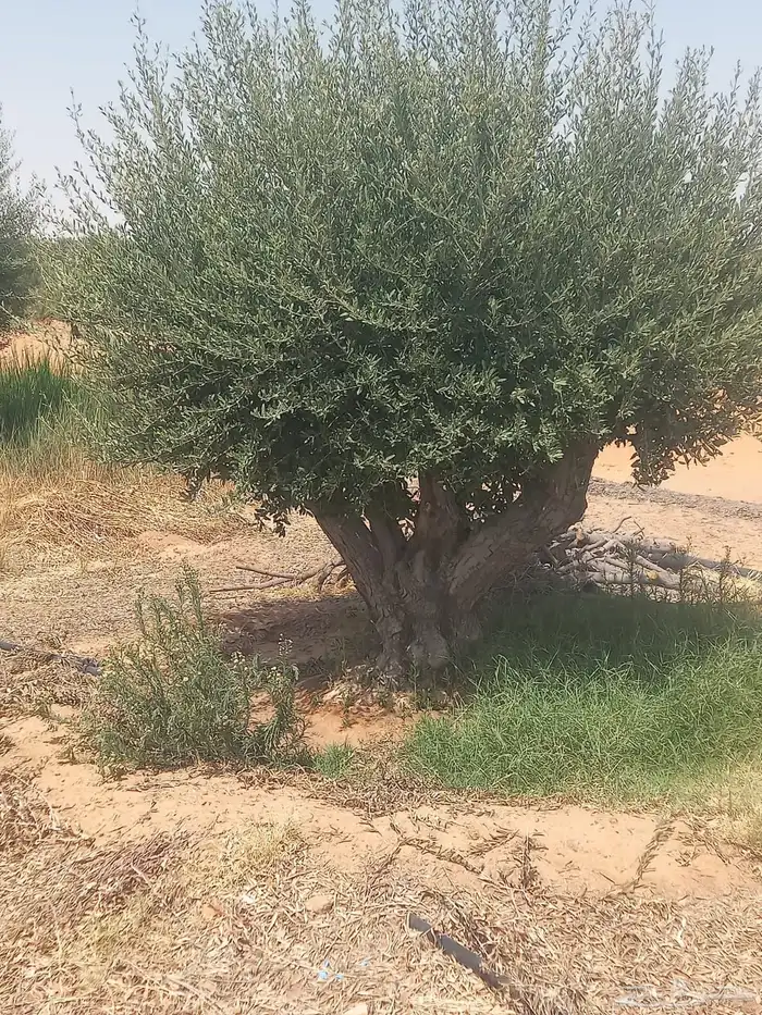 اشجار زيت الزيتون وتنسيق حدائق ونخيل واشنطينا 14