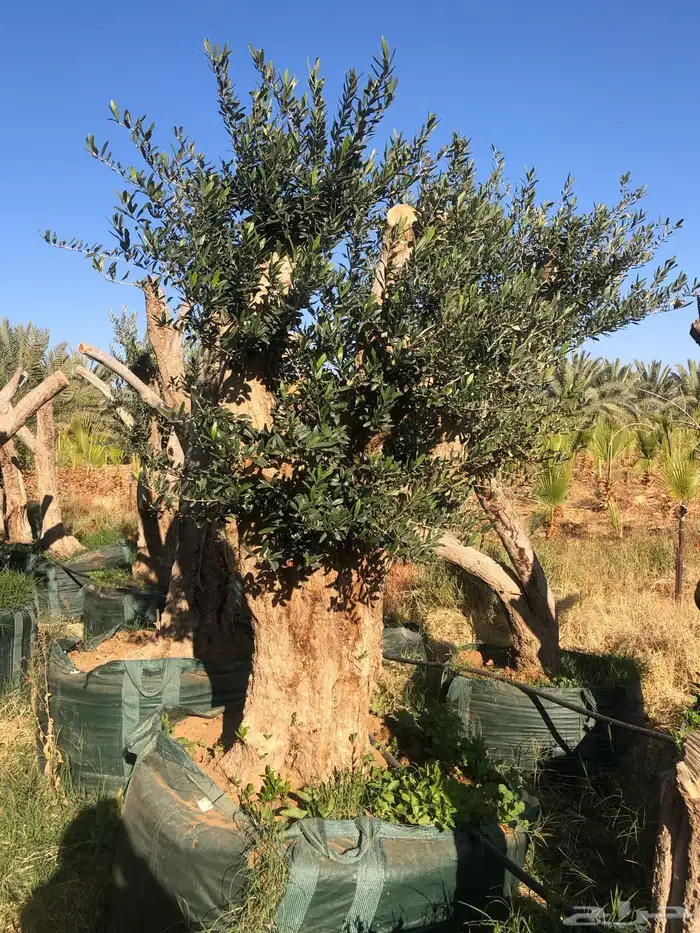 اشجار زيت الزيتون وتنسيق حدائق ونخيل واشنطينا 1