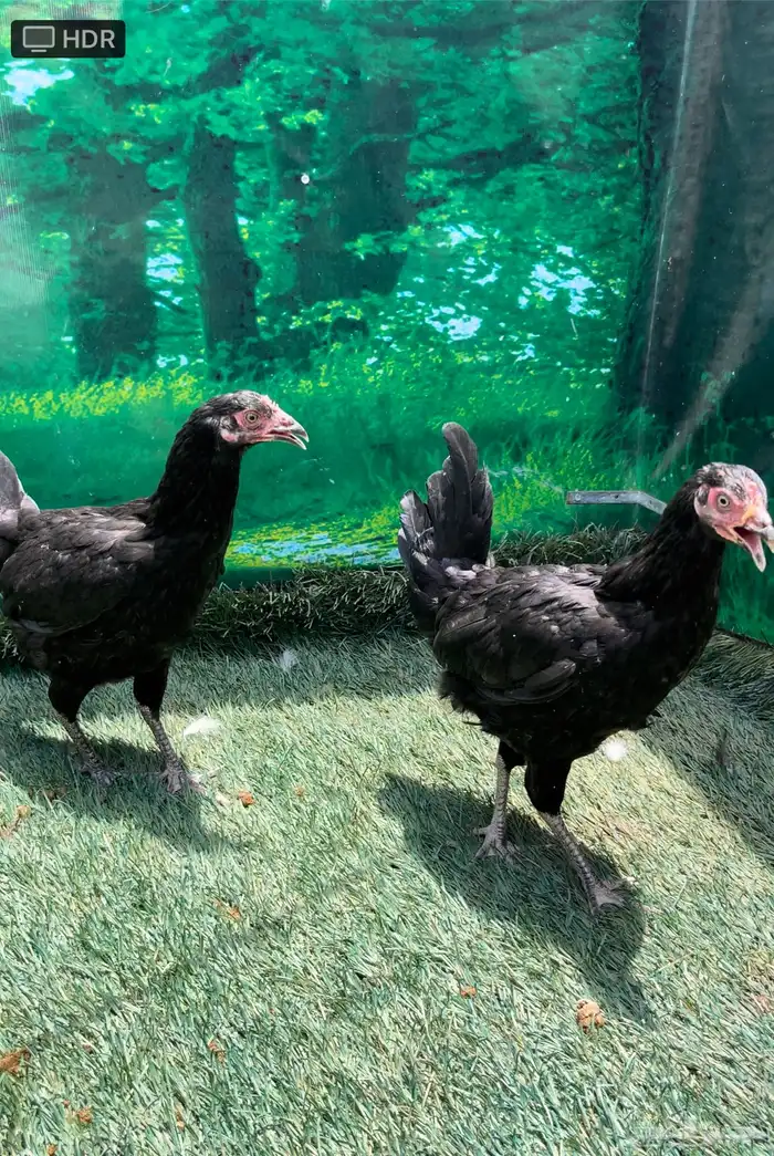 الدجاج الامريكي العملاق جيرسي. منتج . بشاير . صوص 16