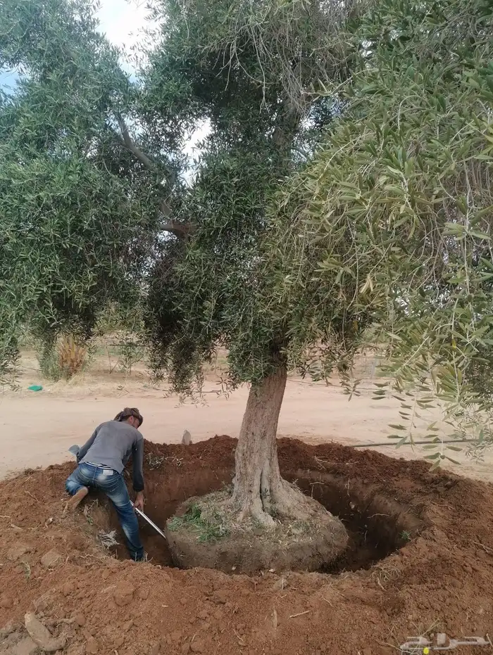 اشجار زيت الزيتون وتنسيق حدائق ونخيل واشنطينا 16