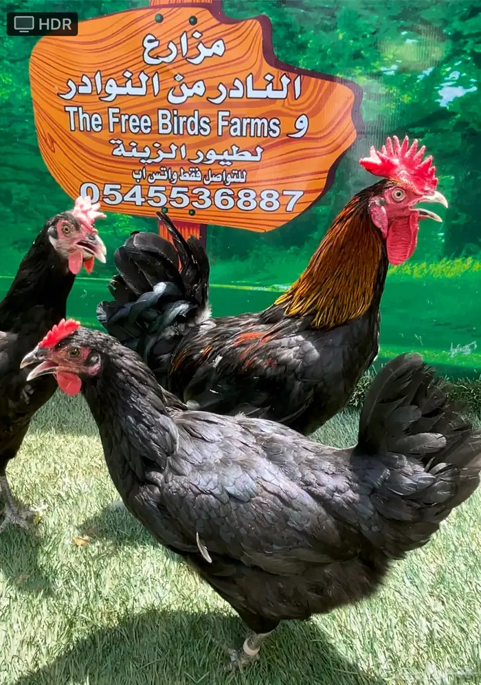 الدجاج الامريكي العملاق جيرسي. منتج . بشاير . صوص 10