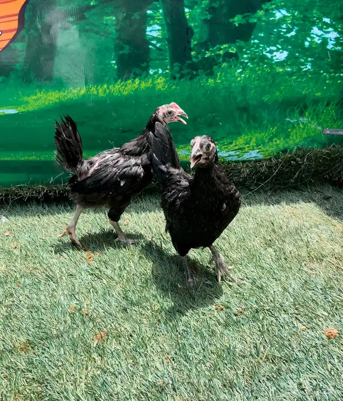 الدجاج الامريكي العملاق جيرسي. منتج . بشاير . صوص 17