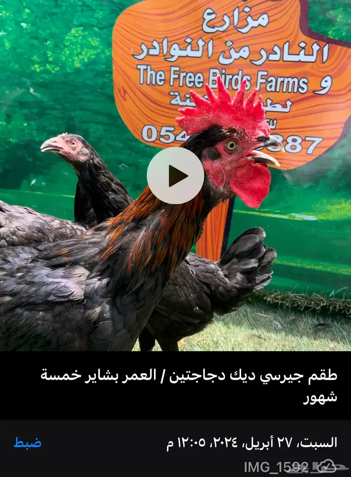 الدجاج الامريكي العملاق جيرسي. منتج . بشاير . صوص 12