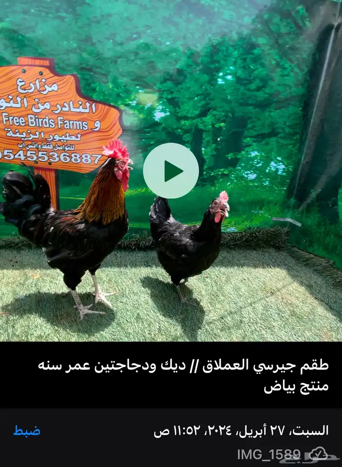 الدجاج الامريكي العملاق جيرسي. منتج . بشاير . صوص 6