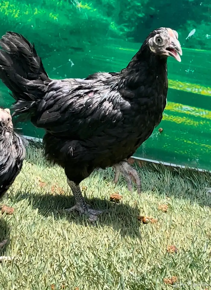 الدجاج الامريكي العملاق جيرسي. منتج . بشاير . صوص 21