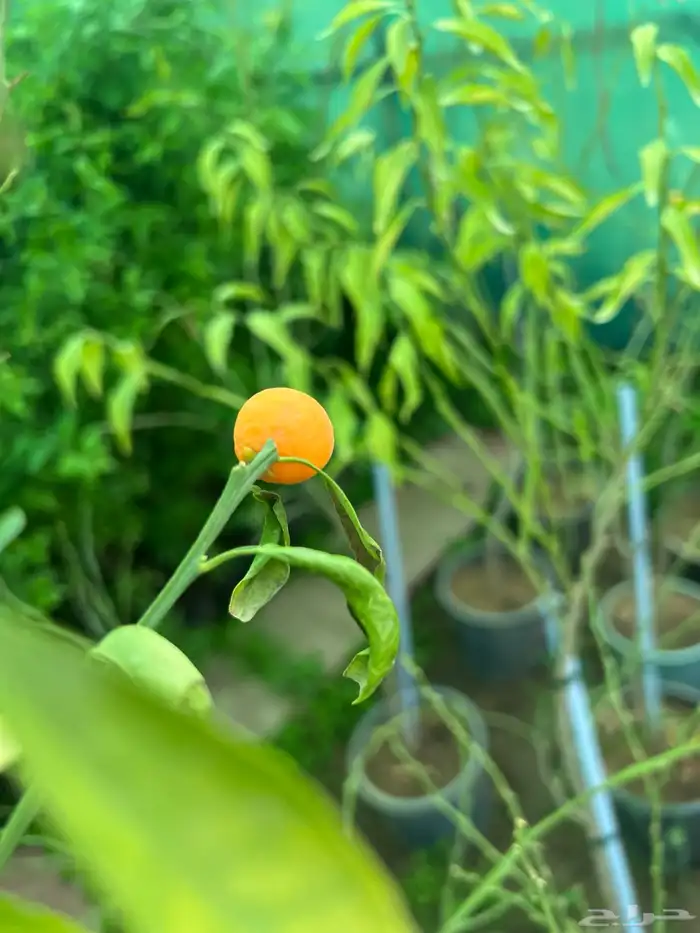 شتلات مثمره متنوعه درجه اولى 18