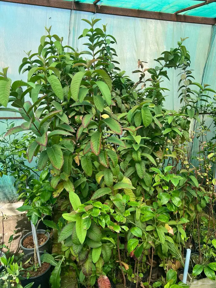 شتلات مثمره متنوعه درجه اولى 23