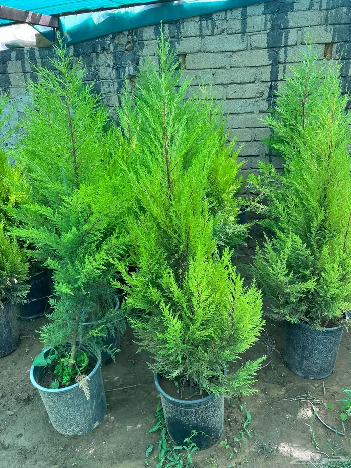 شتلات مثمره متنوعه درجه اولى 2