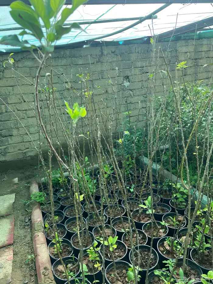 شتلات مثمره متنوعه درجه اولى 13