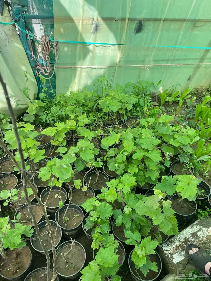 شتلات مثمره متنوعه درجه اولى 21