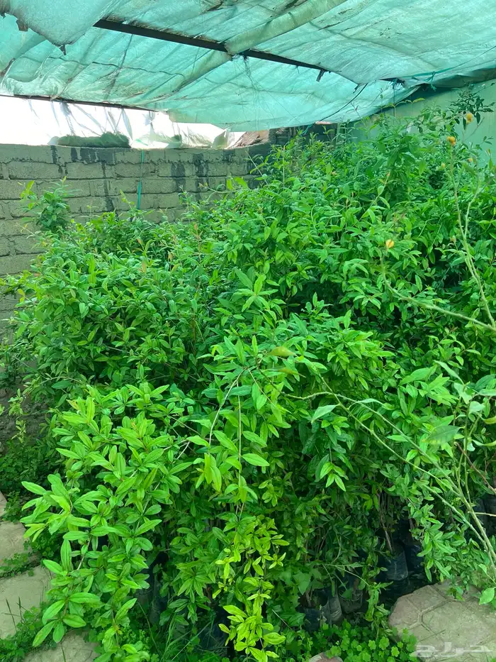 شتلات مثمره متنوعه درجه اولى 19