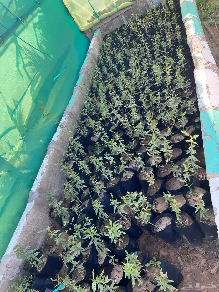 شتلات مثمره متنوعه درجه اولى 12