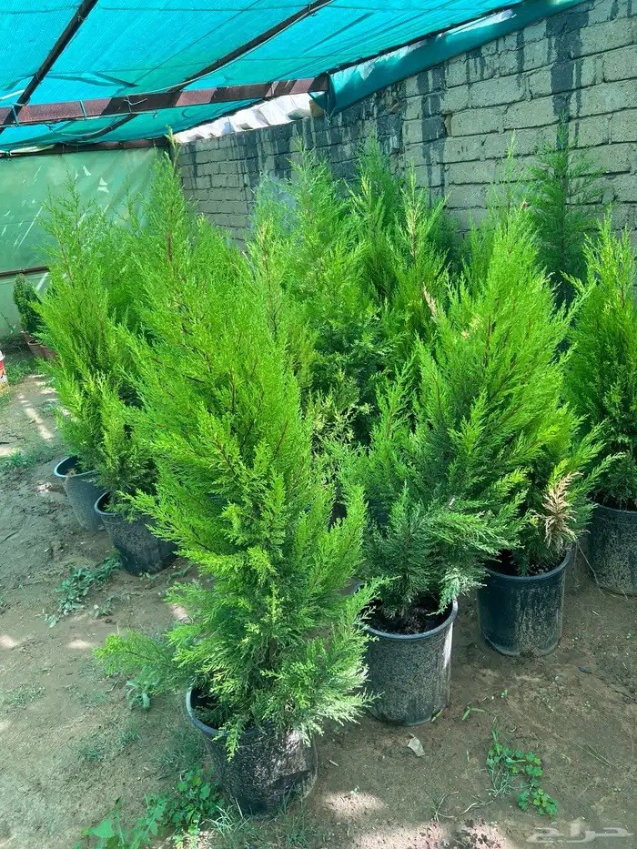 شتلات مثمره متنوعه درجه اولى 1