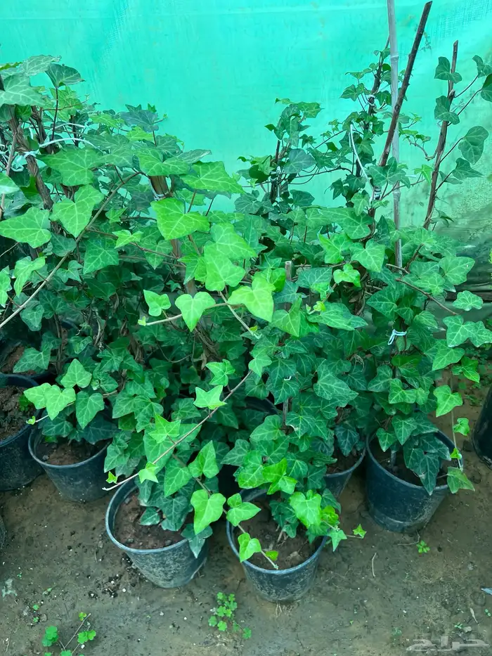 شتلات مثمره متنوعه درجه اولى 4