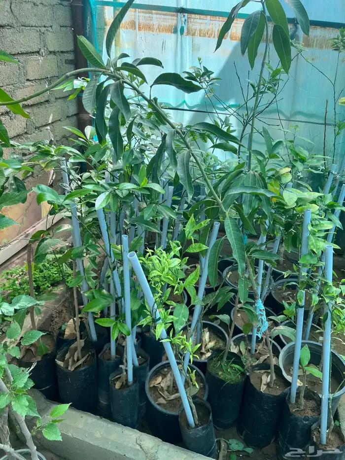 شتلات مثمره متنوعه درجه اولى 30