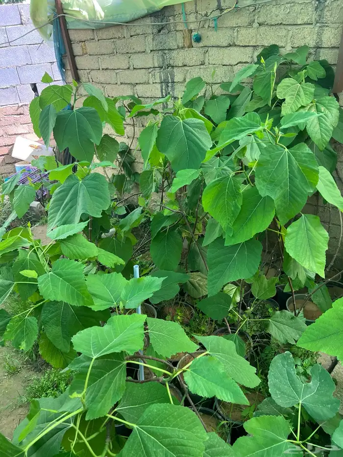 شتلات مثمره متنوعه درجه اولى 20