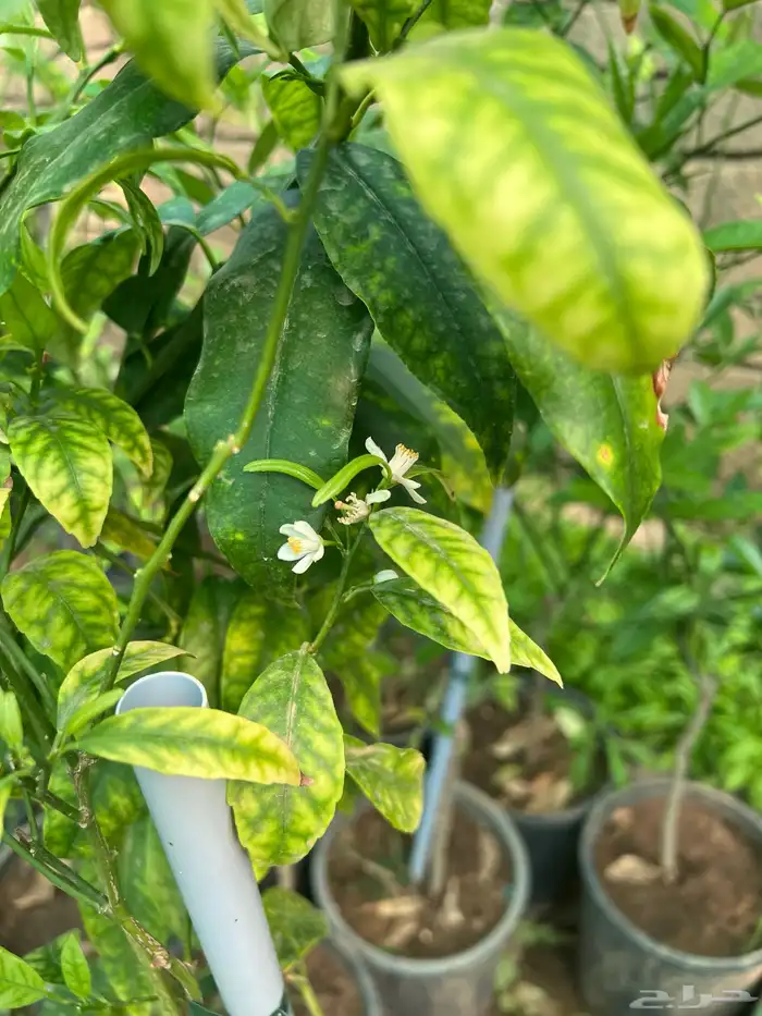 شتلات مثمره متنوعه درجه اولى 29