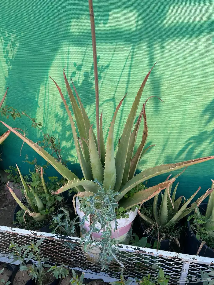 شتلات مثمره متنوعه درجه اولى 15