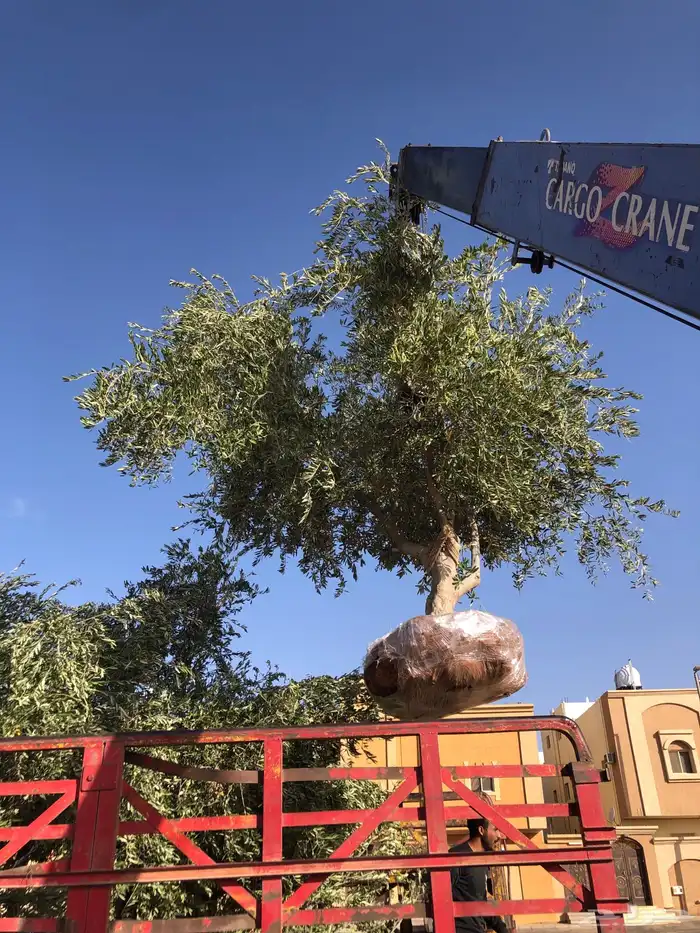 زيتون ونخل عربي وواشنطني مراكن وارضي 5